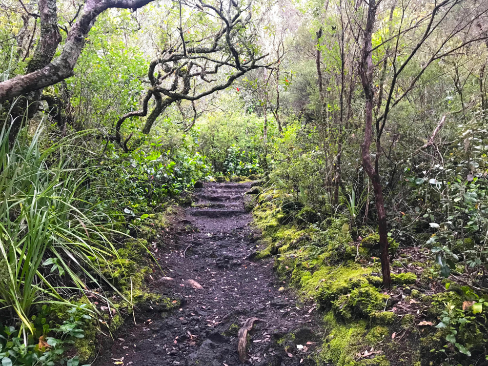 Rangitoto Island track through native bush