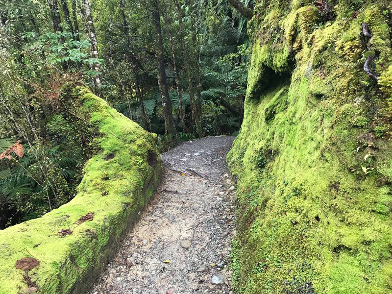 mossy native forest track at Fox Glacier